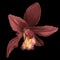 Watercolor orchid cymbidium. A red flower on a black background. Realistic illustration.