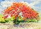 Watercolor original painting landscape and beautiful of peacock flower tree