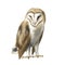 Watercolor owl barn owl. A realistic illustration of an owl. White bird with beige wings and head nocturnal bird