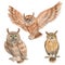 Watercolor owls, set of 3 elements