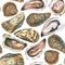 Watercolor oysters seamless pattern on white backgroun