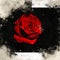 Watercolor painted beautiful stylized red rose
