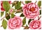 Watercolor painted botanical card with pink camellia flower and green leaves. Asian flowers. Floral vintage wallpaper