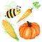 Watercolor painted collection of orange vegetables pumpkin, corn, carrot and bee insect. Hand drawn fresh vegan food on