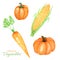 Watercolor painted collection of orange vegetables pumpkin, corn, carrot, paper. Hand drawn fresh vegan food on white