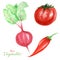 Watercolor painted collection of red vegetables. Hand drawn fresh vegan food design elements isolated on white