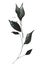 Watercolor painted floral artistic black and dark gray wild branch.