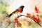 Watercolor painted garden redstart on a white background