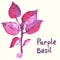 Watercolor painted purple basil plant.