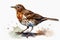 Watercolor painted song thrush bird on a white background