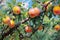 Watercolor painting of apples growing on a tree branch in the orchard