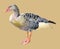 Watercolor painting of bird, goose