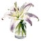Watercolor and painting blooming oriental Lily flower in glass jar isolated on white background