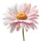 Watercolor and painting blooming Pink gerbera daisy flower isolated on white background