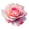 Watercolor and painting blooming pink rose flower. Valentine day isolated on white background