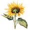 Watercolor and painting blooming sunflower isolated on white background