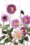 Watercolor painting bouquets Flower Dahlia purple