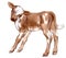 Watercolor painting of brown spotted standing baby cow.
