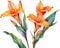 Watercolor painting of Canna flower. Ai-Generated