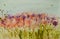 Watercolor painting of colorful wildflower field