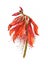 Watercolor painting of coral tree flower