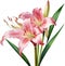 Watercolor painting of Crinum (vlei) lily (Crinum delagoense) flower. AI-Generated.