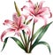 Watercolor painting of Crinum (vlei) lily (Crinum delagoense) flower. AI-Generated.