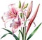 Watercolor painting of Crinum (vlei) lily (Crinum delagoense) flower. AI-Generated.