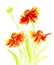 Watercolor painting echinacea flower