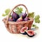 Watercolor Painting Of Figs In Basket - Imaginative Illustration