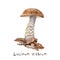 Watercolor painting of forest mushrooms - boletus, Rough mushrooms