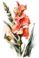 Watercolor painting of gladiolus flower. white background