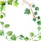 Watercolor painting of green ivy leaves isolated on a white background. Watercolor hand painted illustration. Green pattern of cli