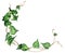 Watercolor painting green leaves ivy isolated on white background.Watercolor hand painted illustration. Green leaf pattern ,wallpa