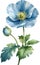 Watercolor painting of Himalayan Poppy flower. Illustration of flowers. AI-Generated.