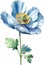 Watercolor painting of Himalayan Poppy flower. Illustration of flowers. AI-Generated.