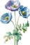 Watercolor painting of Himalayan Poppy flower. Illustration of flowers. AI-Generated.