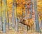 Watercolor painting illustration of an Elk stag in autumn woods