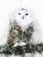 Watercolor painting illustration of snowy owl