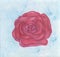 Watercolor painting illustration of a wonderful pink rose in front of a blue background