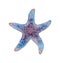 Watercolor painting lilac starfish. Ocean, marine animals.