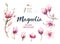 Watercolor Painting Magnolia blossom flower wallpaper decoration