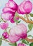 Watercolor Painting Of Magnolia Blossoms