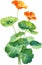 Watercolor painting of Nasturtium flower. Illustration of flowers. AI-Generated.