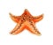 Watercolor painting orange starfish. Ocean, marine animals.