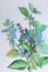 Watercolor painting original realistic herb of basil and green leaves