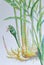 Watercolor painting original realistic herb of Ginger and green leaves