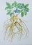 Watercolor painting original realistic herb of Ginseng and green leaves