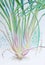 Watercolor painting original realistic lemon grass of and green leaves