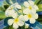 Watercolor painting original realistic white flower of frangipani